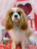 ȥߥ󥰥ƥ-LUNA-