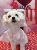 ȥߥ󥰥ƥ-LUNA-