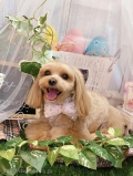 ȥߥ󥰥ƥ-LUNA-
