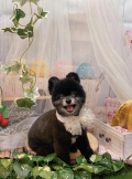 ȥߥ󥰥ƥ-LUNA-