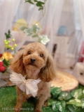 ȥߥ󥰥ƥ-LUNA-