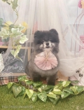 ȥߥ󥰥ƥ-LUNA-
