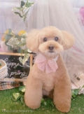 ȥߥ󥰥ƥ-LUNA-