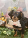 ȥߥ󥰥ƥ-LUNA-