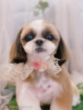 ȥߥ󥰥ƥ-LUNA-