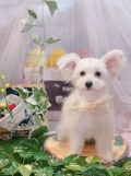 ȥߥ󥰥ƥ-LUNA-