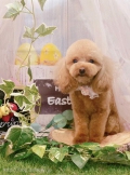 ȥߥ󥰥ƥ-LUNA-