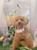 ȥߥ󥰥ƥ-LUNA-
