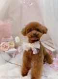 ȥߥ󥰥ƥ-LUNA-
