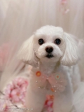 ȥߥ󥰥ƥ-LUNA-