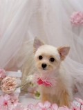 ȥߥ󥰥ƥ-LUNA-