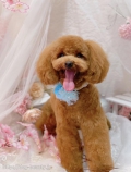 ȥߥ󥰥ƥ-LUNA-