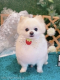 ȥߥ󥰥ƥ-LUNA-