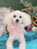 ȥߥ󥰥ƥ-LUNA-