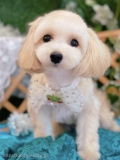 ȥߥ󥰥ƥ-LUNA-