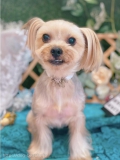 ȥߥ󥰥ƥ-LUNA-