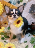 ȥߥ󥰥ƥ-LUNA-