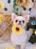ȥߥ󥰥ƥ-LUNA-