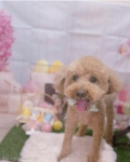 ȥߥ󥰥ƥ-LUNA-
