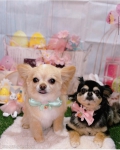 ȥߥ󥰥ƥ-LUNA-