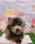 ȥߥ󥰥ƥ-LUNA-