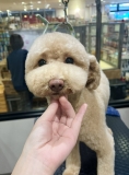 �Ĥ��ͤ���Τޤ�ޤ륫�åȢ�