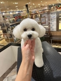 �쥪����β�ƻ�ƥǥ��٥����åȢ�