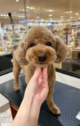 �ƥȤ���Τ������줷�䤹�ᥫ�åȢ�