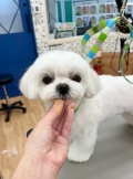 �ߥ륯�����Υ��ޡ����������