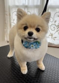 ���åȥ������ʥݥ��˥����