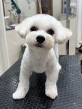 �ޡ��뤤�ޥ��륫�å�