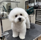 �ѥԡ������ӥ���󥫥å�