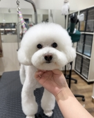 ���Ԥ礳�ƥǥ�