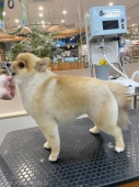ǤΥåꥫå	