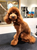 ϡեѥġߥ˥֥쥹(إ)