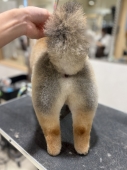 �ݥ�ƥ��å�