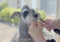 DOGSALON AURA