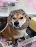 R2 dog salon