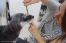 GRASS DOG&CAT ̧��Ź