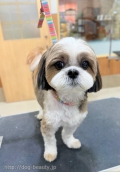 Τޤޤ륷å	