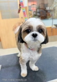 Τޤޤ륷å	