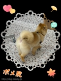 ƥåȢݥᥫå