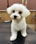 �ѥԡ����å�