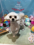 ����ס��Τ��饹�å��ꥫ�å�