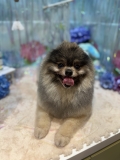 ���ȥϥ��߻ž夲�ǥ��å��ꥫ�å�
