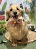 ���å����Υϥ��ߤǥ��å����ܤˤ�������