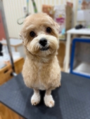 �ޥ�ס������ΤҤĤ�������åѥ��å�