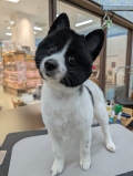 �餤�ޤ뤯�󥫥å�
