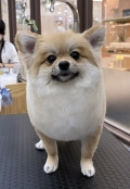 �ݥᥢ���饷���å�