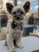 �������󥫥å�